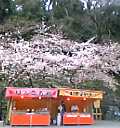 桜と出店