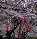 桜とちょうちん