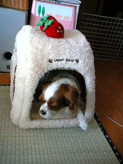 入ってみましたの♪