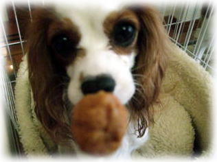 なんでしゅか？