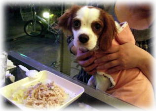 ねねちゃんも晩ごはん食べようか♪