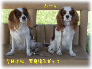 撮影があるんですってよ