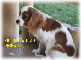 僕もがんばりましゅ