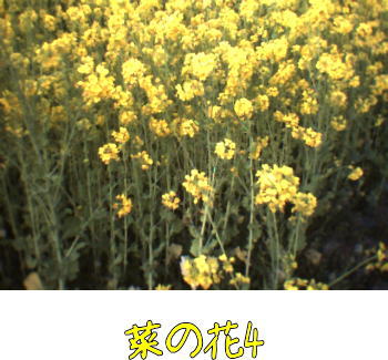 菜の花４.jpg