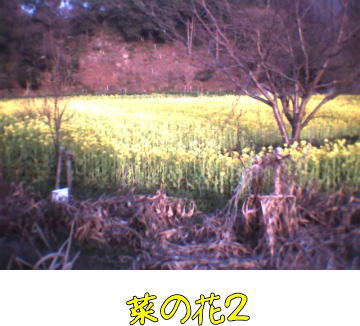 nanohana2