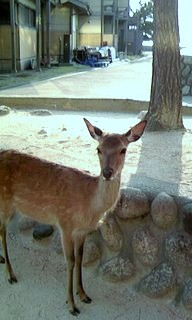 宮島　シカさん