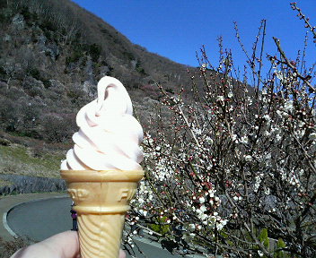 梅ソフトクリーム