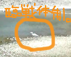 白鷺.jpg