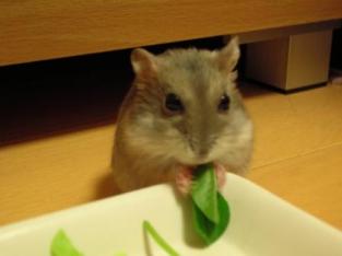 食べてる食べてる♪