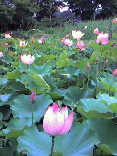 昭和記念公園の蓮