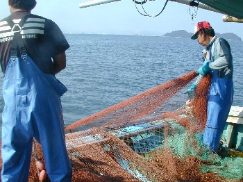 瀬戸内海で刺網漁 大漁です 伝説の岡山の害虫駆除屋 ゴキブリ ネズミ シロアリ 有害生物 実録白神環境衛生消毒フリーマインド日記 楽天ブログ