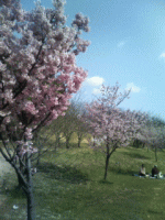 黒鳥山公園３月３１日・・・♪.gif