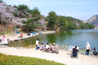 みやま公園の桜