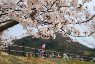 みやま公園の桜