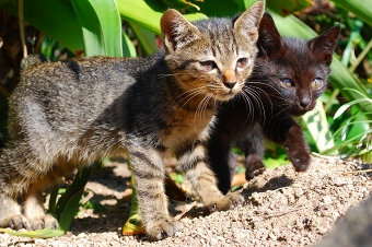 道の駅うずしお前にいた子猫