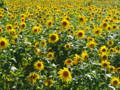 広島県世羅高原のひまわり畑にて