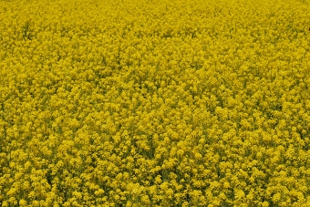 笠岡市干拓地の菜の花畑にて