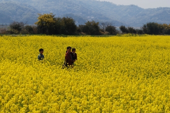 笠岡市干拓地の菜の花畑にて