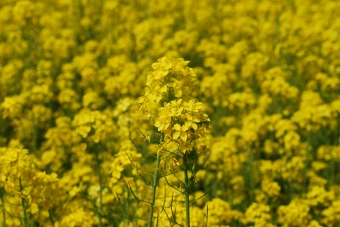 笠岡市干拓地の菜の花畑にて