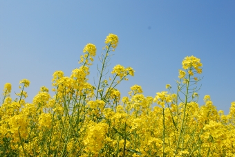 笠岡市干拓地の菜の花畑にて