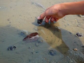 カブトガニ放流