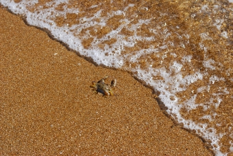 沙美海岸にてワタリガニの子ども