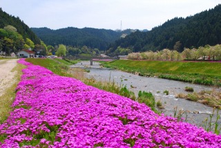 岡山県新庄村の芝桜