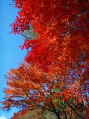 弥高山にて紅葉狩り