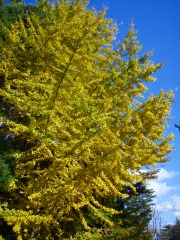 弥高山にて紅葉狩り