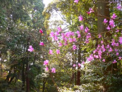 由加山の山つつじ