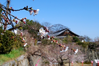 鶴山公園にて