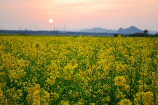 笠岡干拓地菜の花畑にて