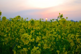 笠岡干拓地菜の花畑にて