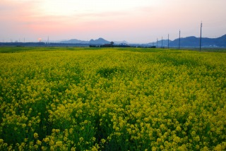 笠岡干拓地菜の花畑にて