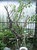 梅その後