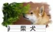 柴犬.jpg