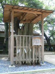 泉神社　ご神木