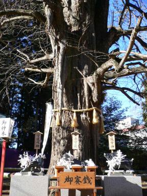 水戸八幡宮　ご神木他