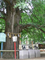 水戸八幡宮　ご神木