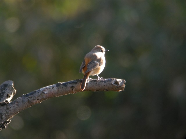 ジョービタキ(♀)