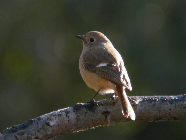 ジョービタキ(♀)