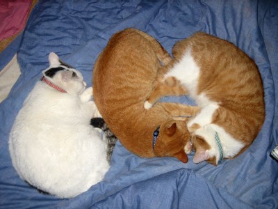 三匹のネコ.jpg