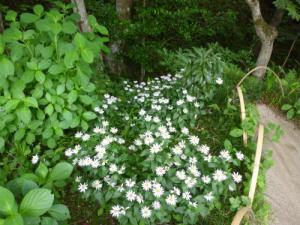 詩仙堂の花