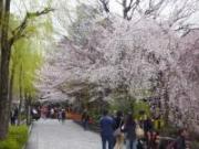 祇園白川の桜3