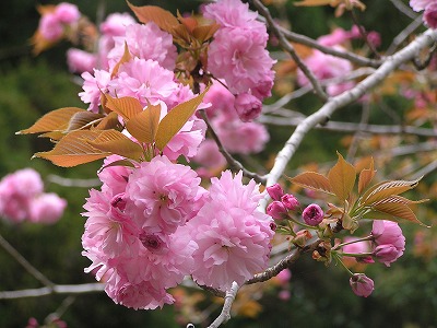 2008_0413八重桜