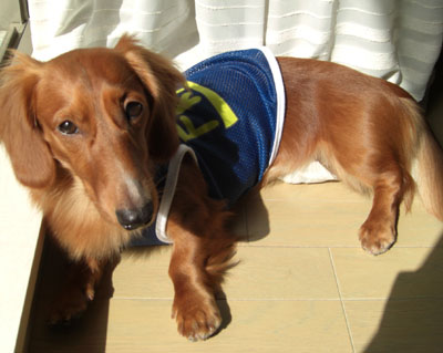 暑い日向ぼっこ２