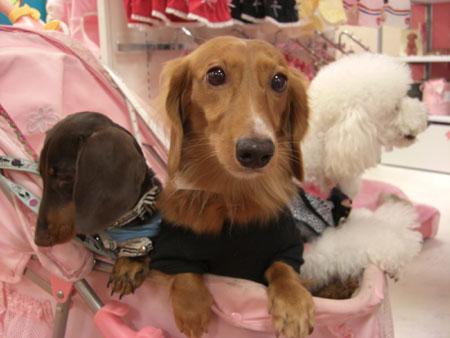 兄～ちゃん乗せて～