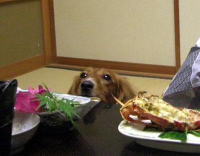 僕ちゃんも食べたい～！！