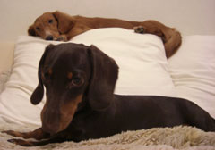 なぜ僕の近くに来ないの？