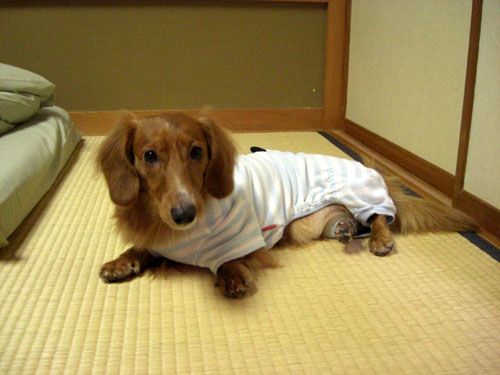 わーい！畳だ～♪